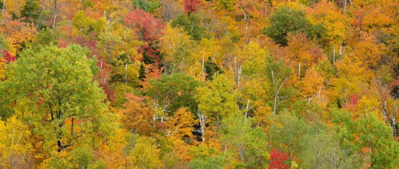 Il foliage autunnale nel Parco del Campo dei Fiori