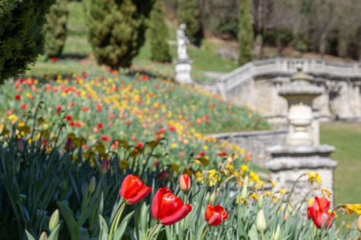 Tulipani rossi in primo piano e statue del giardino di Villa Della Porta Bozzolo sullo sfondo.