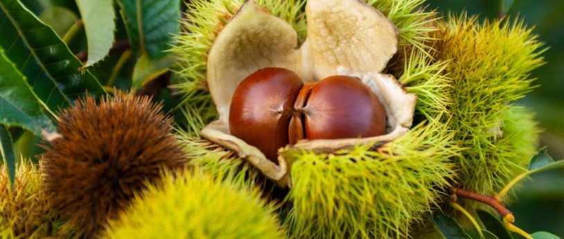 Il Varesotto tra castagne e sentieri d'autunno
