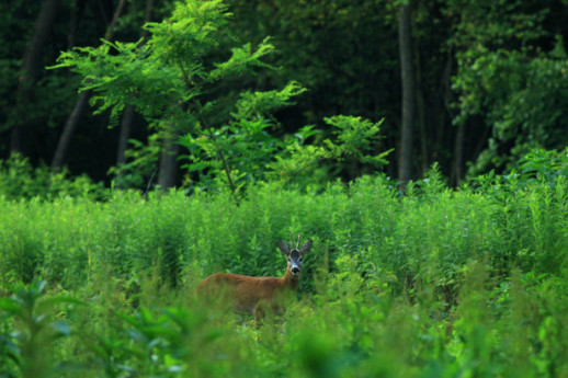 Parco della Pineta di Appiano Gentile e Tradate, Lombardia da visitare