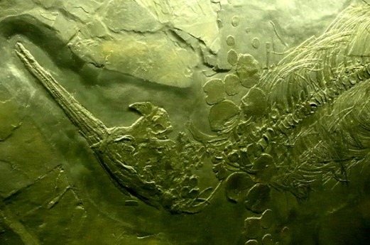 Fossils Civic Museum Besano's Fossils Civic Museum, the times of sea in Varese