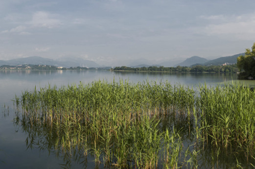 Brabbia Marsh Palude Brabbia: a protected area