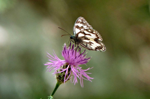 Parco dei Fontanili