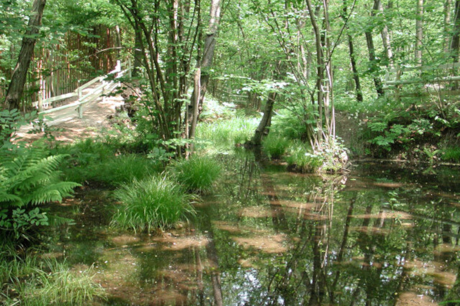 Uno scorcio dell’area umida di Parè