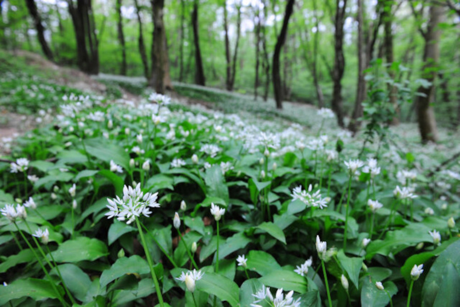 Un’immagine del percorso botanico