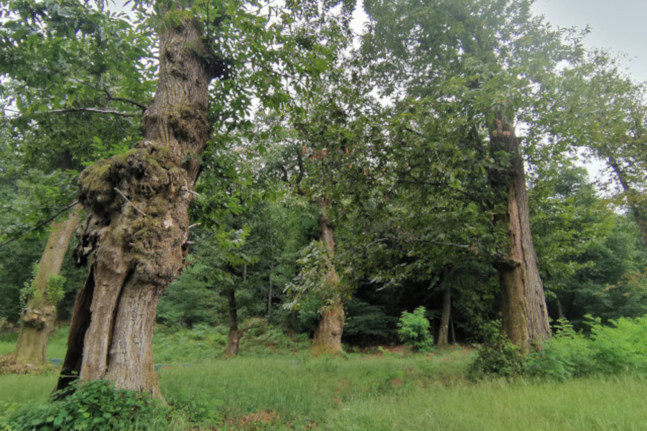 L’ambiente dei castanili