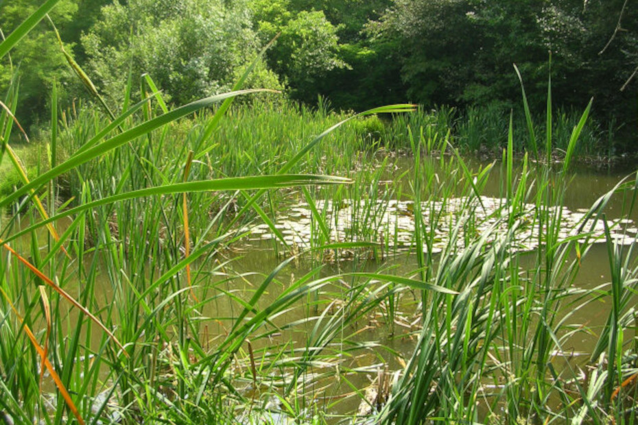 L’ambiente naturale del laghetto