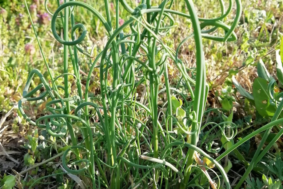 Un particolare lungo il sentiero Fata