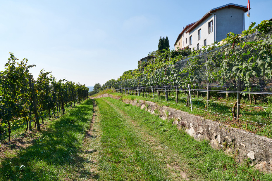 Emblematico panorama dell’insediamento vitivinicolo (Ph: Insubriparks)